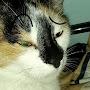 @Muffin_the_cat-z1d