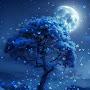@Moonlight-777