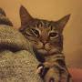 @cat_Vasya
