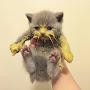 @themustardcat141
