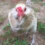 @poultrymaster8988