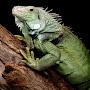 @tyleriguana