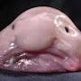@blobfish-22