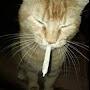 @weedcatonyablock