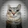 @CatCriminalZA