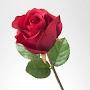 @nooramer6470
