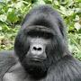 @thegorilla2524