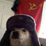 @russiandoggo4336