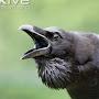 @corvuscorax9900