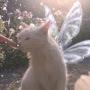@Fair_Cat-q7t