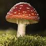 @HealingMushroom