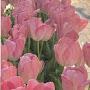 @aroha19976