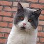 @funnyanimalscatsdogs481