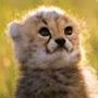 @abidullah7332