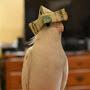 @Capitalistbird