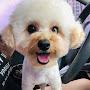 @짱푸딩이