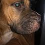 @Dogsarethebestbv