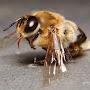 @dcsblessedbees