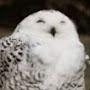 @owlpacheyt7824