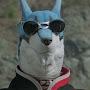 @baseddoggie