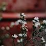 @asya_balak