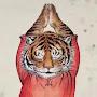 @davidlee-tiger