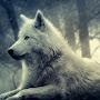 @dangerouswolf1112