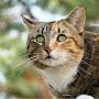 @MEOW-1955