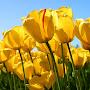 @olgabeilinson2961