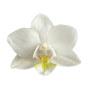 @orderofthewhiteorchid