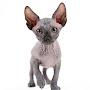 @lovelysphynx7396