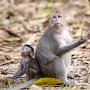 @BabyMonkeyFamily-pf6hu