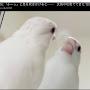 @長田愛剛