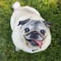 @jedipuggy