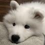 @Shoob__