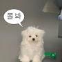 @모찌_렝콩