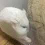 @복덩이-j5o