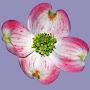 @TXDOGWOOD