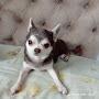 @zvezdo4kadaschadog