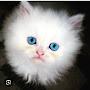 @elizcatcorner...4945