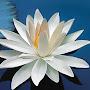 @chaupham2608