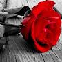 @hudaahmed9019