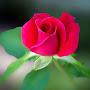 @virtualdomestic3057
