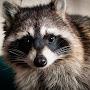 @raccoonhouse3741