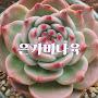 @은가비다육과풍경