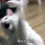@샤른-z7w