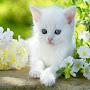 @rizaismailismail8385