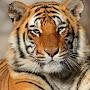 @Tigerforlife