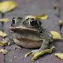 @assymptoad4989
