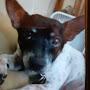 @buddythelittletinyrescuedo5114